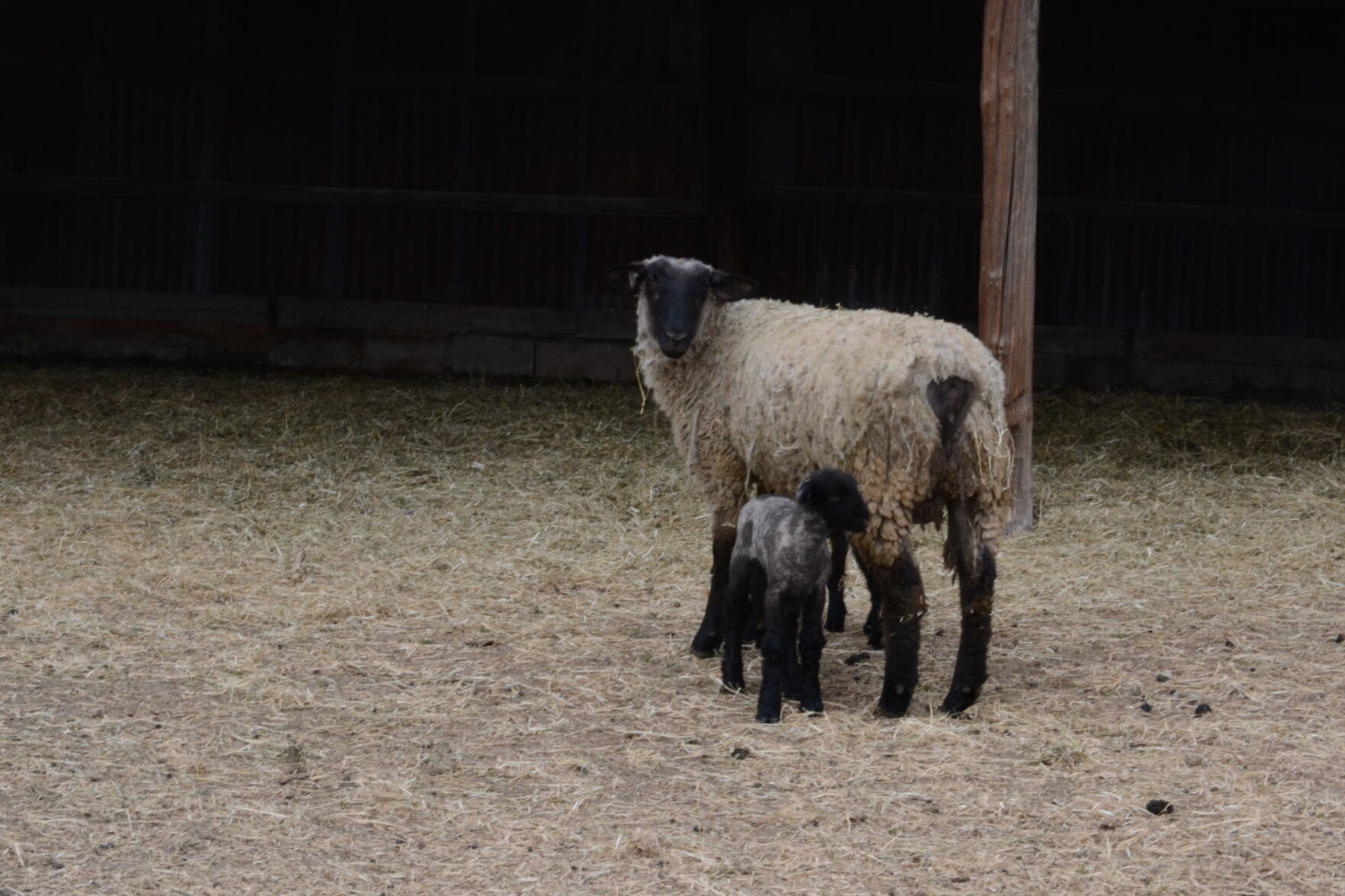 Bachman sheep